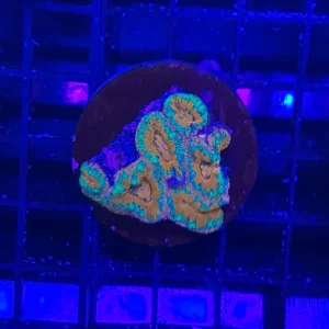 ACANTHASTREA LORDHOWENSIS SP