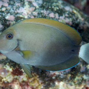 ACANTHURUS NIGRICAUDA