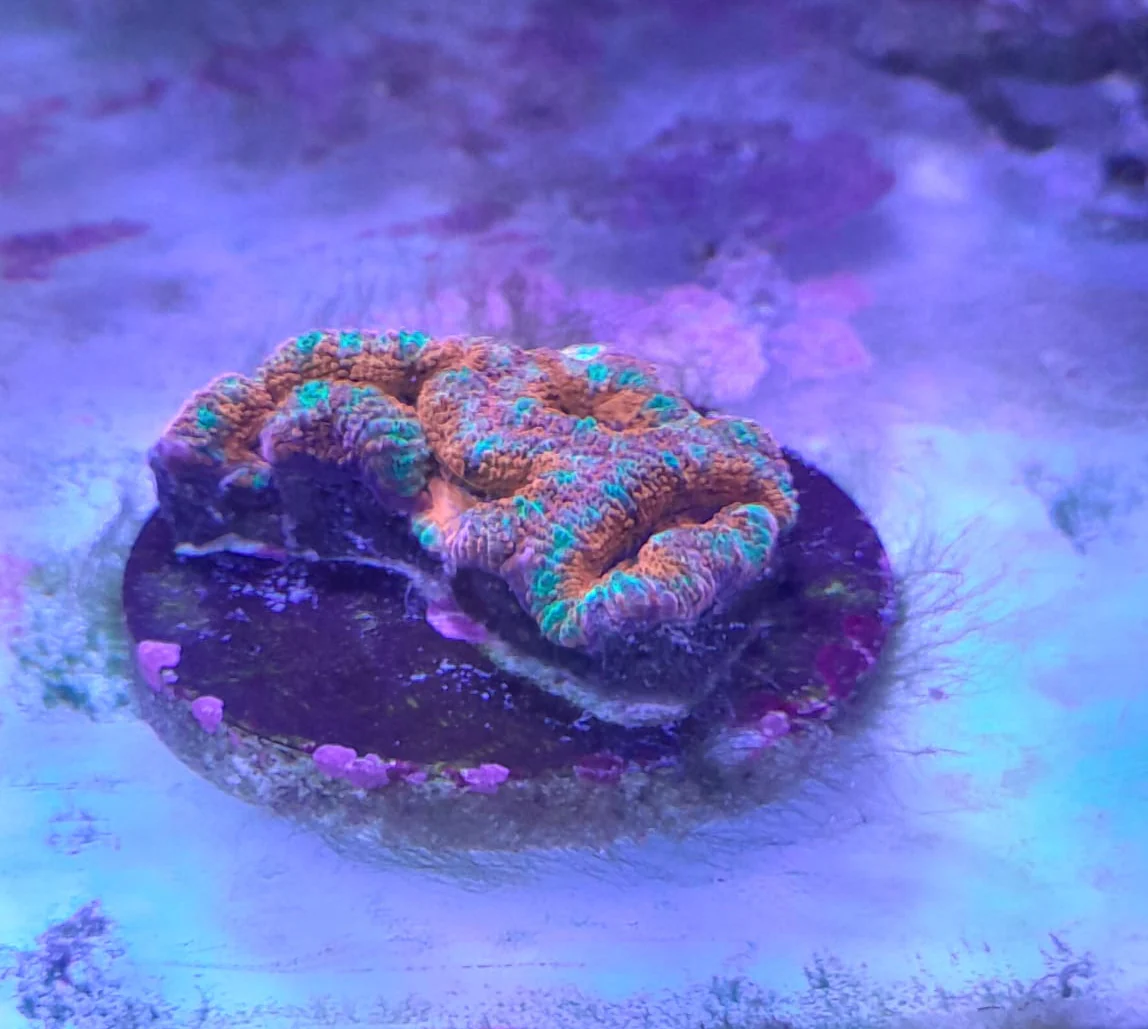 ACANTHASTREA LORDHOWENSIS PREMIUM - immagine 3