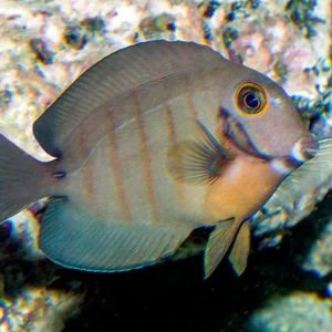 ACANTHURUS TRISTIS