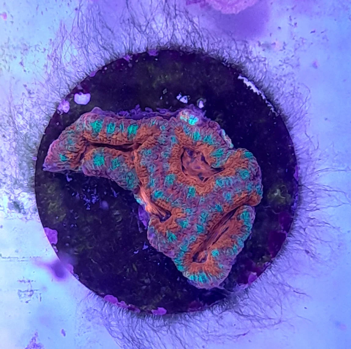 ACANTHASTREA LORDHOWENSIS PREMIUM - immagine 2