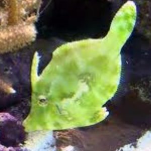 ACREICHTYS TORMENTOSUS