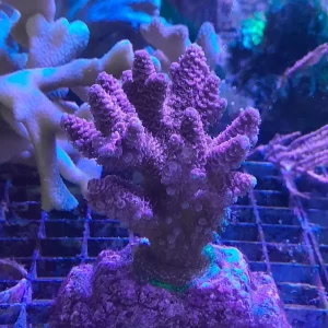 ACROPORA MILLEPORA RED-PINK