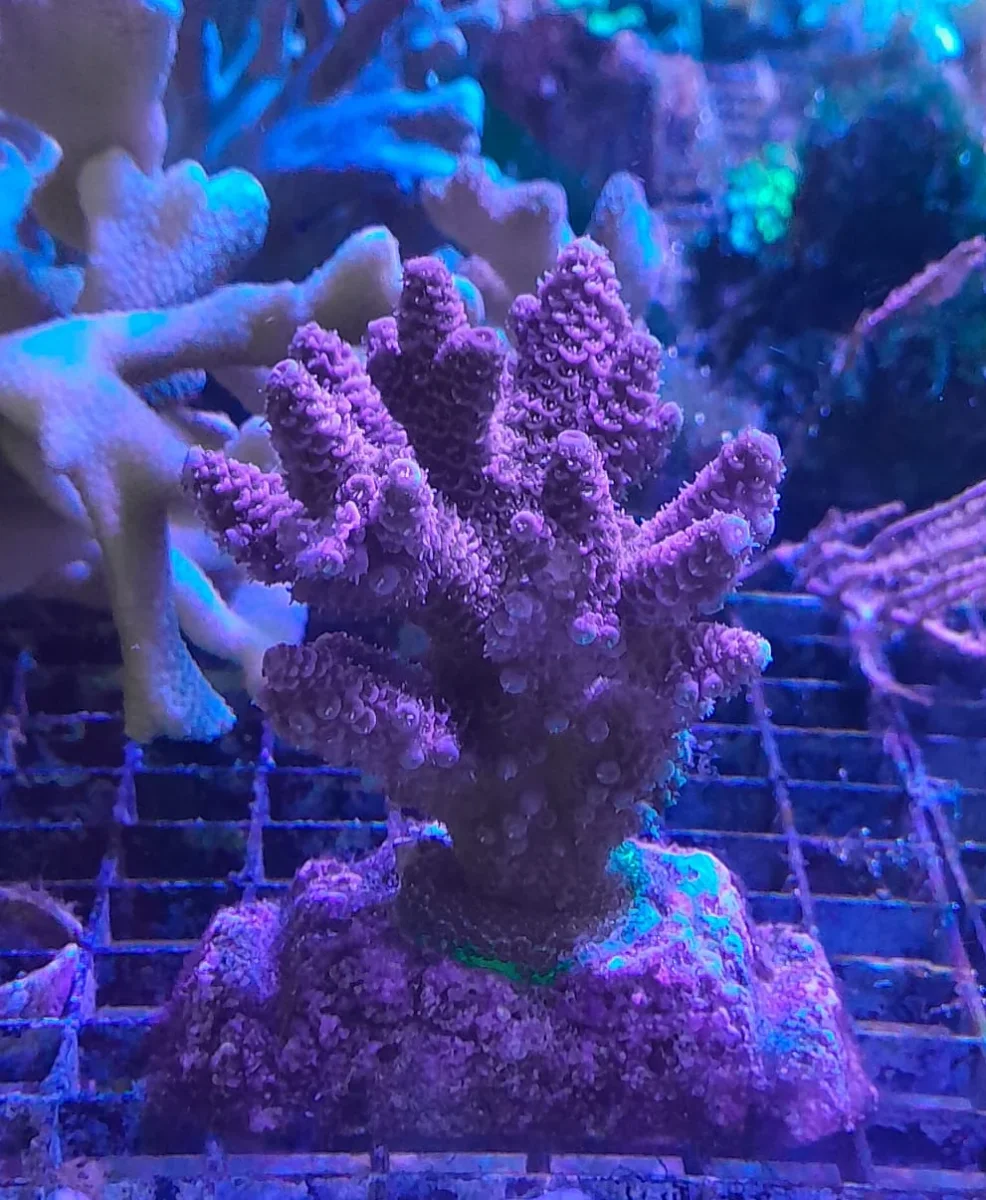 ACROPORA MILLEPORA RED-PINK