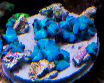 ACTINODISCUS BLU - immagine 2