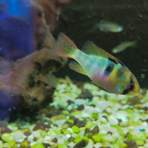 APISTOGRAMMA RAMIREZI (MICROGEOPHAGUS)