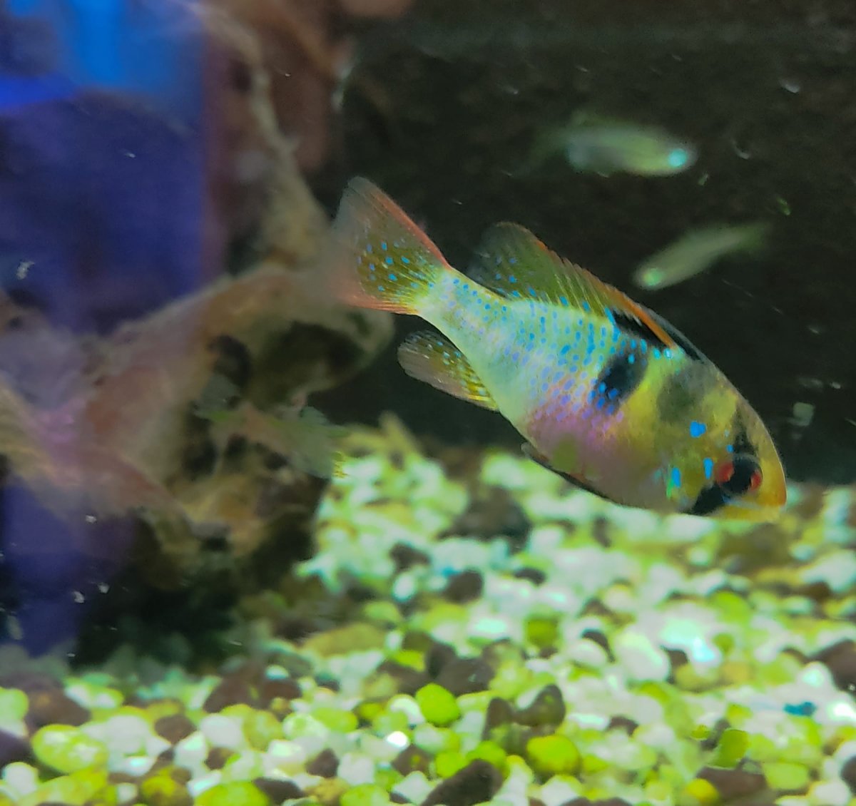 APISTOGRAMMA RAMIREZI (MICROGEOPHAGUS) - immagine 2