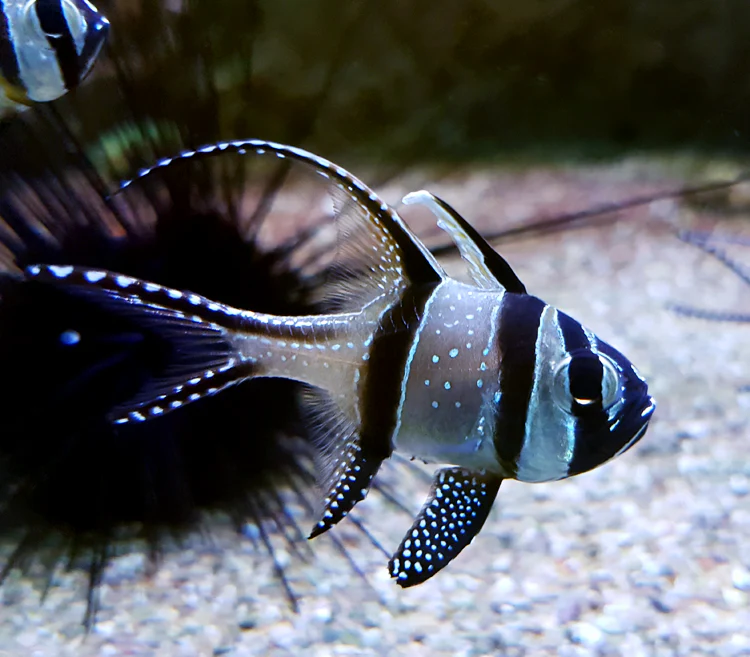 PTERAPOGON KAUDERNI - immagine 2