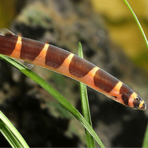 Acanthophthalmus Kuhli