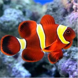 AMPHIPRION EPIGRAMMATA