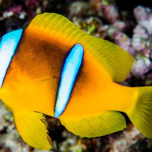 AMPHIPRION BICINTUS