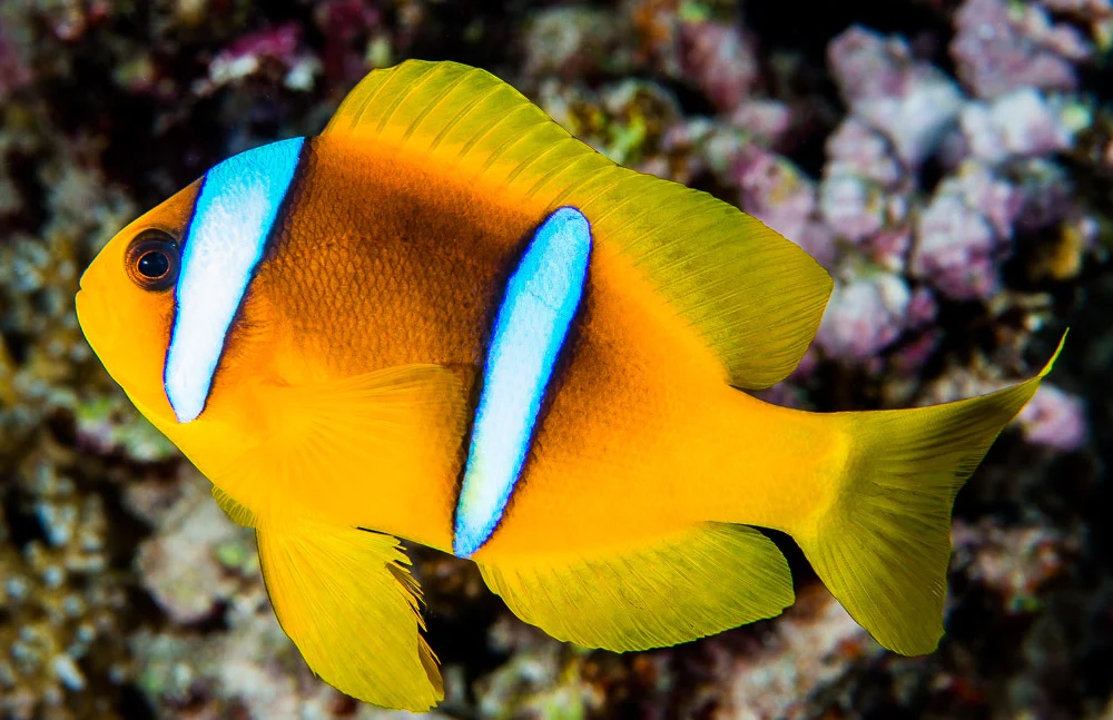 AMPHIPRION BICINTUS - immagine 2