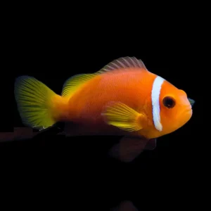 Amphiprion nigripes – di allevamento