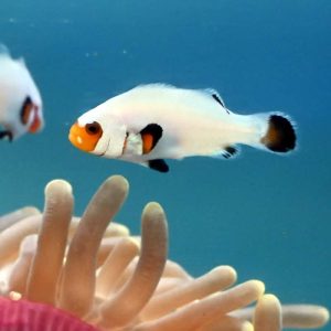 AMPHIPRION WYOMING WHITE