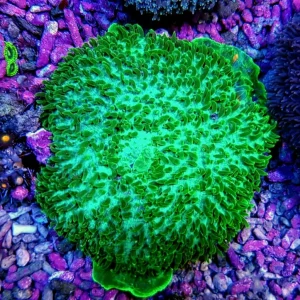 Amplexidiscus fenestrafer green