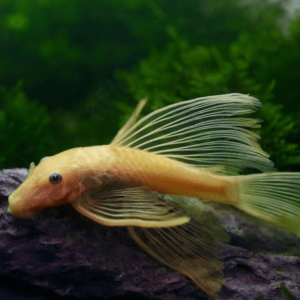 Ancistrus Albino
