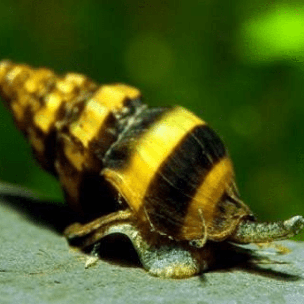 Anentome Helena - immagine 2