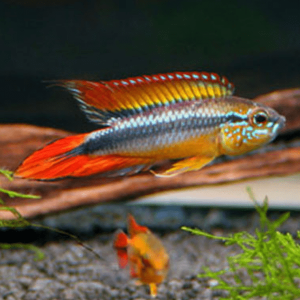 Apistogramma agassizi double red