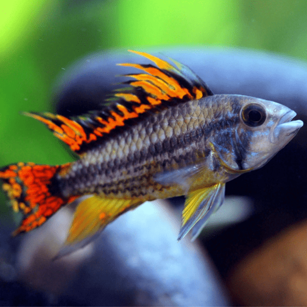 Apistogramma cacatuoides