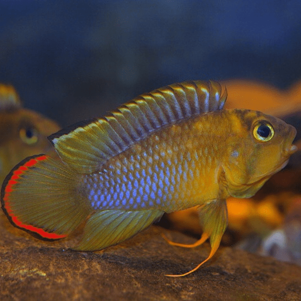 Apistogramma Nijsseni - immagine 2