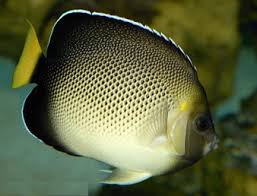 Apolemichthys xanthurus