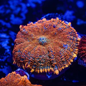 Rhodactis Fiery orange rusty – GRADO A+