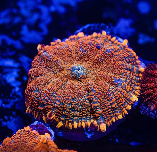 Rhodactis Fiery orange rusty – GRADO A+