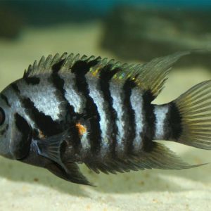 CICHLASOMA NIGROFASCIATUM
