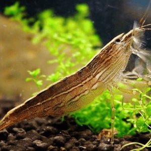 Atyopsis Mollucensis