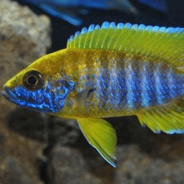 Aulonocara Jacobfreibergi - immagine 2