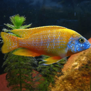 Aulonocara – Maleri