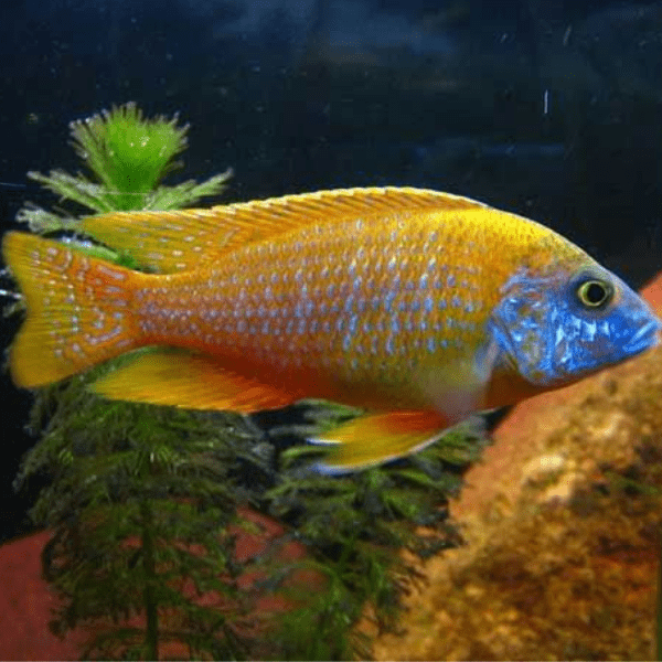 Aulonocara – Maleri