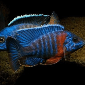 Aulonocara Hansbaenschi