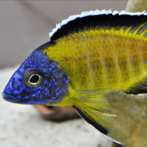 Aulonocara Stuargrandi