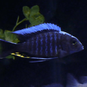 Aulonocara – New Blue Orchid