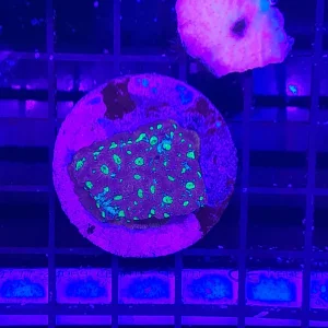 BLASTOMUSSA MERLETTI