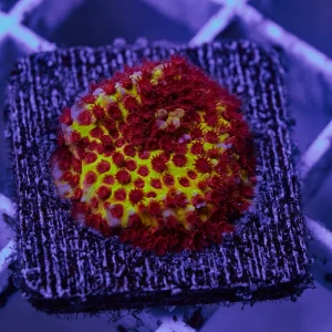 STYLOCHONELLA BURNING BANANA FRAG