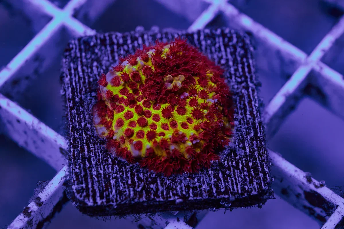 STYLOCHONELLA BURNING BANANA FRAG