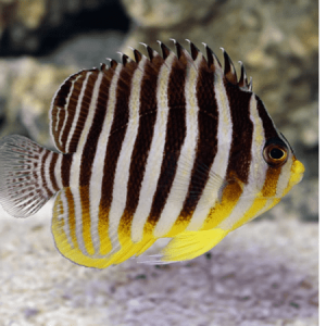 Centropyge multifasciatus
