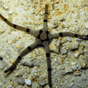 Banded Brittlestarfish