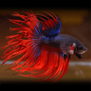 Betta spl. male Crowntail mix