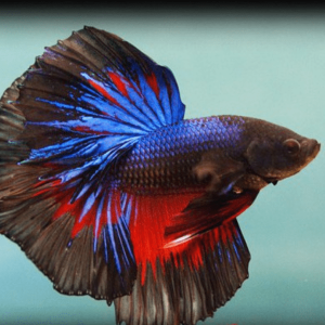 Betta spl. male Halfmoon mix