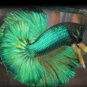 Betta spl. male Veiltail mix