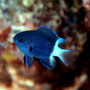 Chromis bicolor