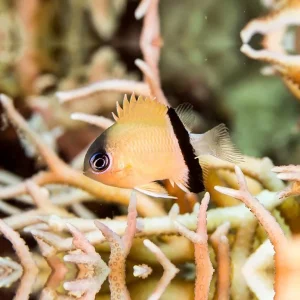 Chromis retrofasciata