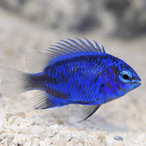 Chrysiptera springeri