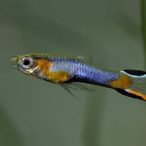 guppy endler blue star