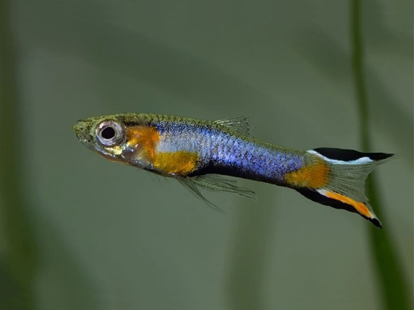 guppy endler blue star