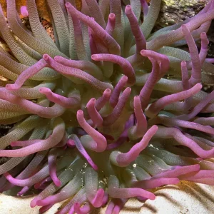 CONDYLACTIS ANEMONE