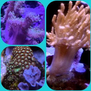 CORALLI MOLLI ASSORTITI